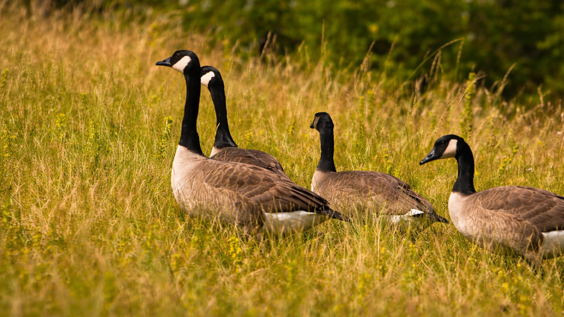 The watchful eyes of Canada geese