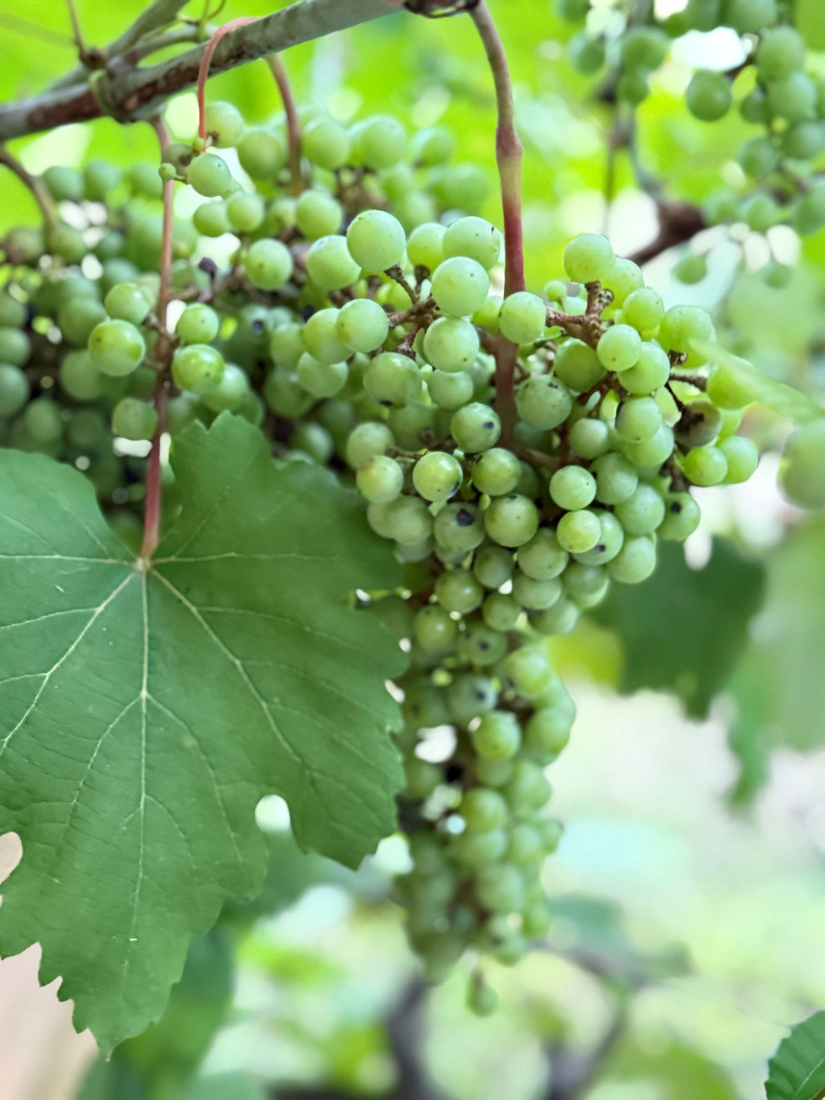 Beyond the Hill Country: Wine stays across Texas