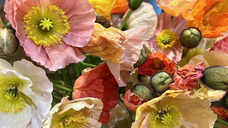 These beautiful flowers are perfect for spring and Joanna Gaines' new ...