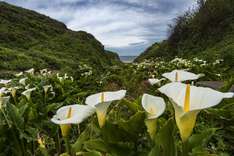 Mystery unfolds around Big Sur's destroyed Calla Lily Valley
