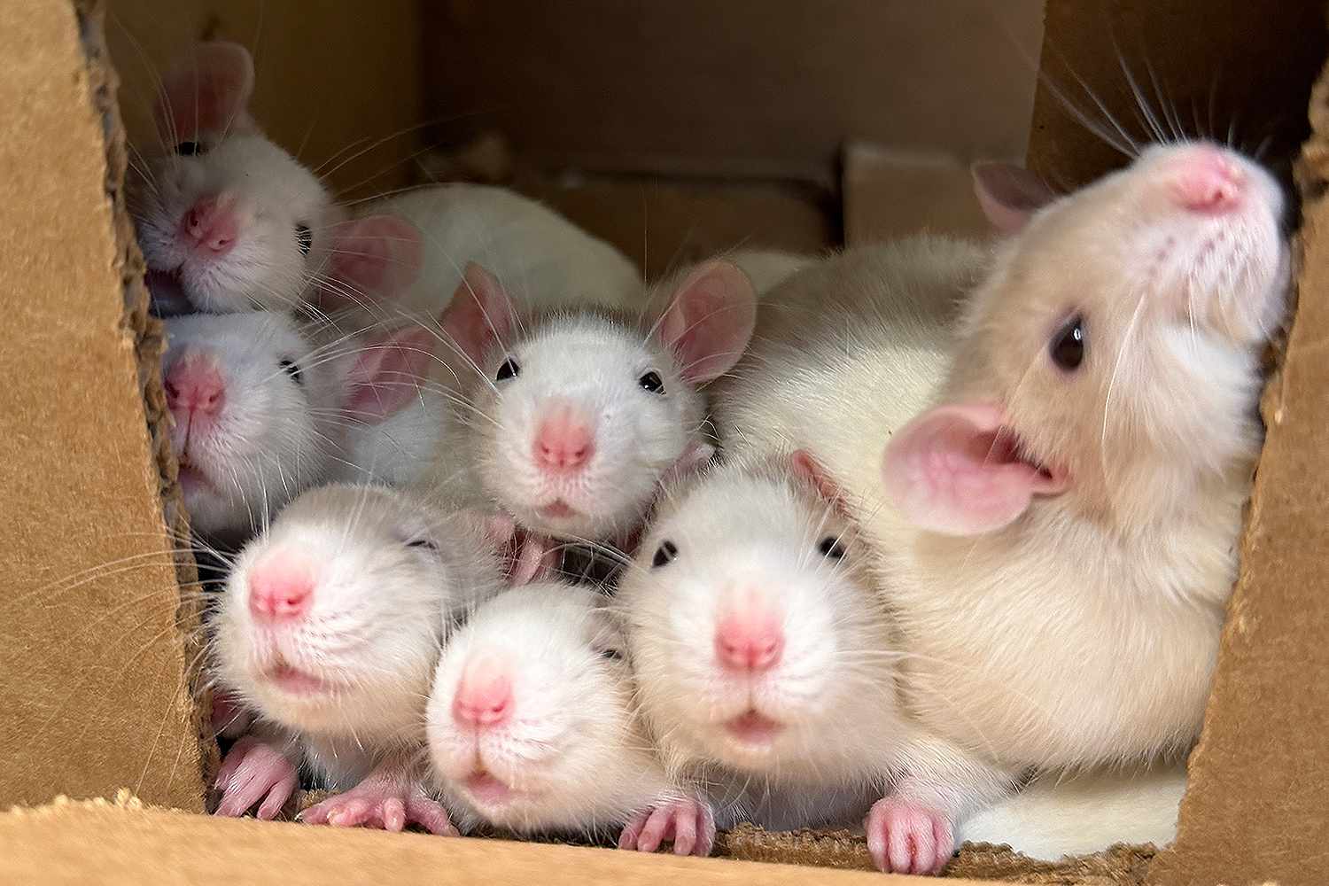 Massachusetts rescue saves 160 rats, now the shelter needs to find ...