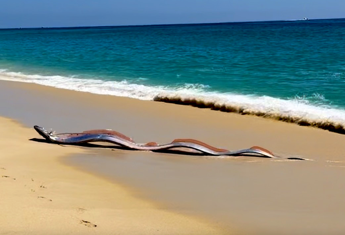 30ft 'doomsday fish' stuns beachgoers in Cabo as 2 rare oarfish wash ...