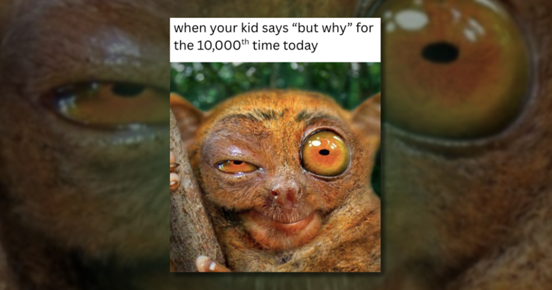 24 hilarious animal meme hijinks to help blow off some steam
