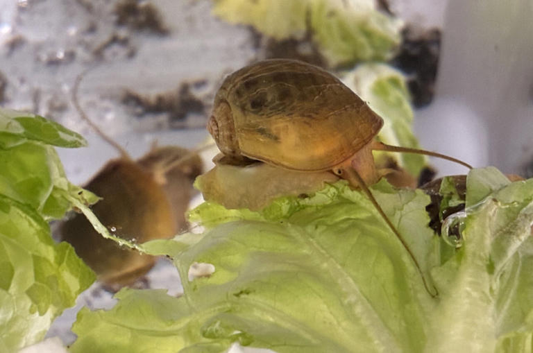 Evolution of new physical traits in mollusks has declined and grown ...