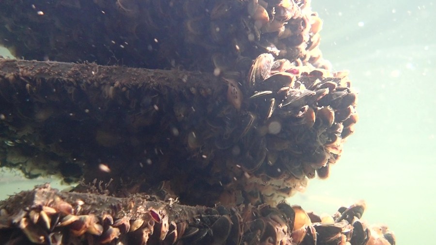 Fong brings together farmers, water agencies to discuss lingering golden mussel threat