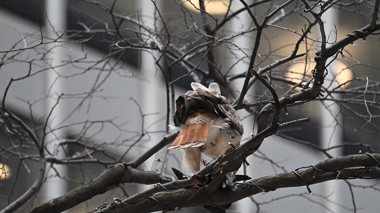 NY: Red-tailed hawk eats captured pigeon in Manhattan - 68249538