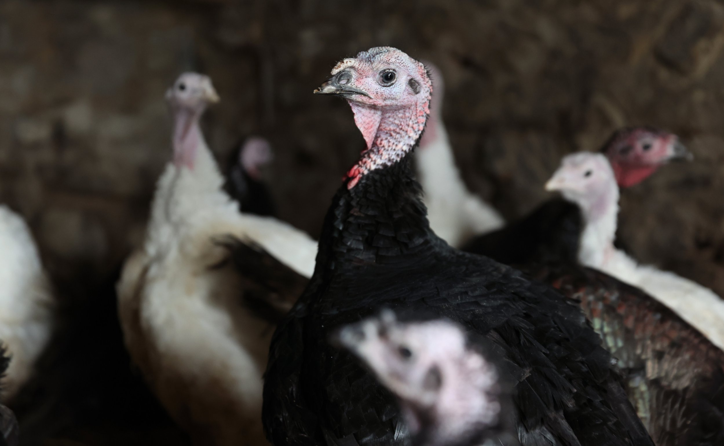 Bird flu threat means UK turkeys will be vaccinated
