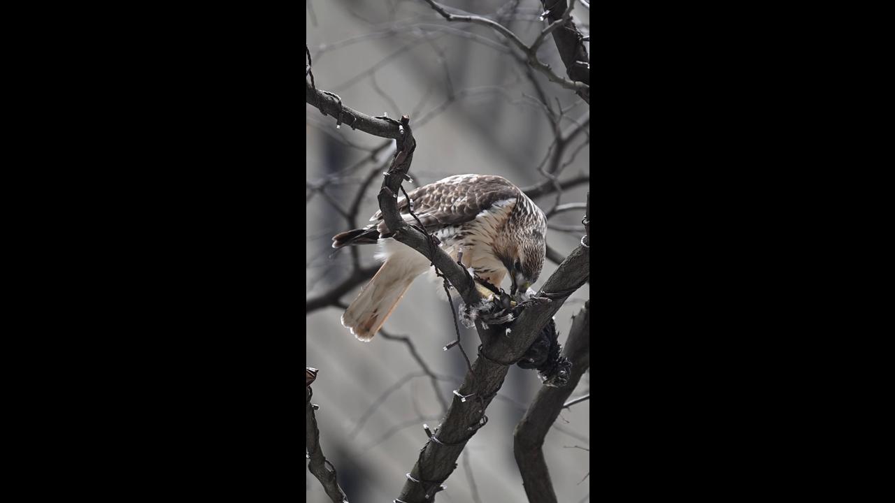 NY: Red-tailed hawk eats captured pigeon in Manhattan - 68249341
