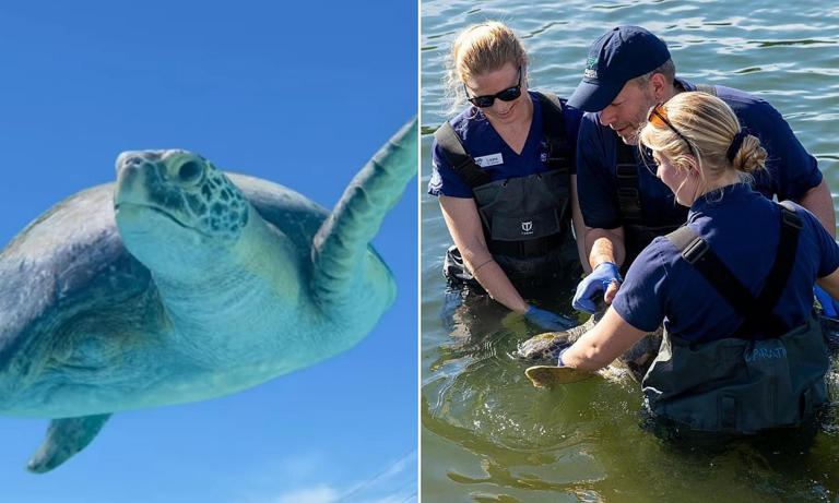 Sea turtle who lost a flipper gets second chance at life after ...
