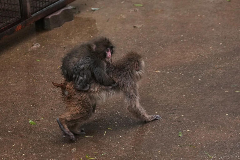 Punch the Monkey is outgrowing his plushie and making friends