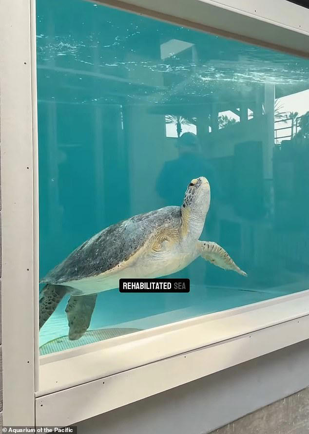 Sea turtle who lost a flipper gets second chance at life after ...