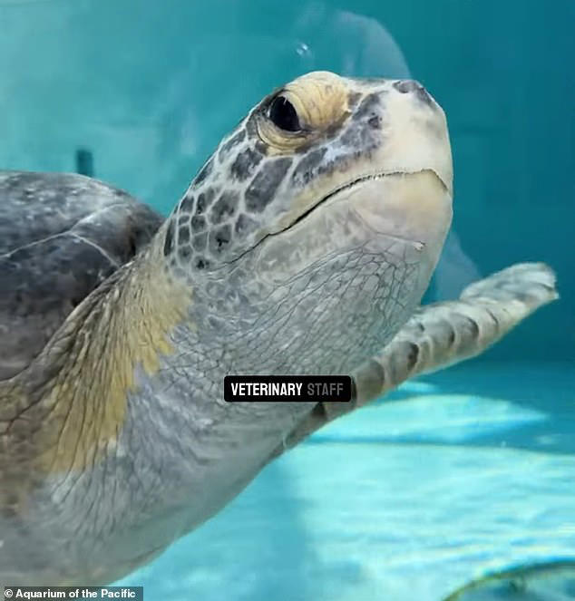 Sea turtle who lost a flipper gets second chance at life after ...