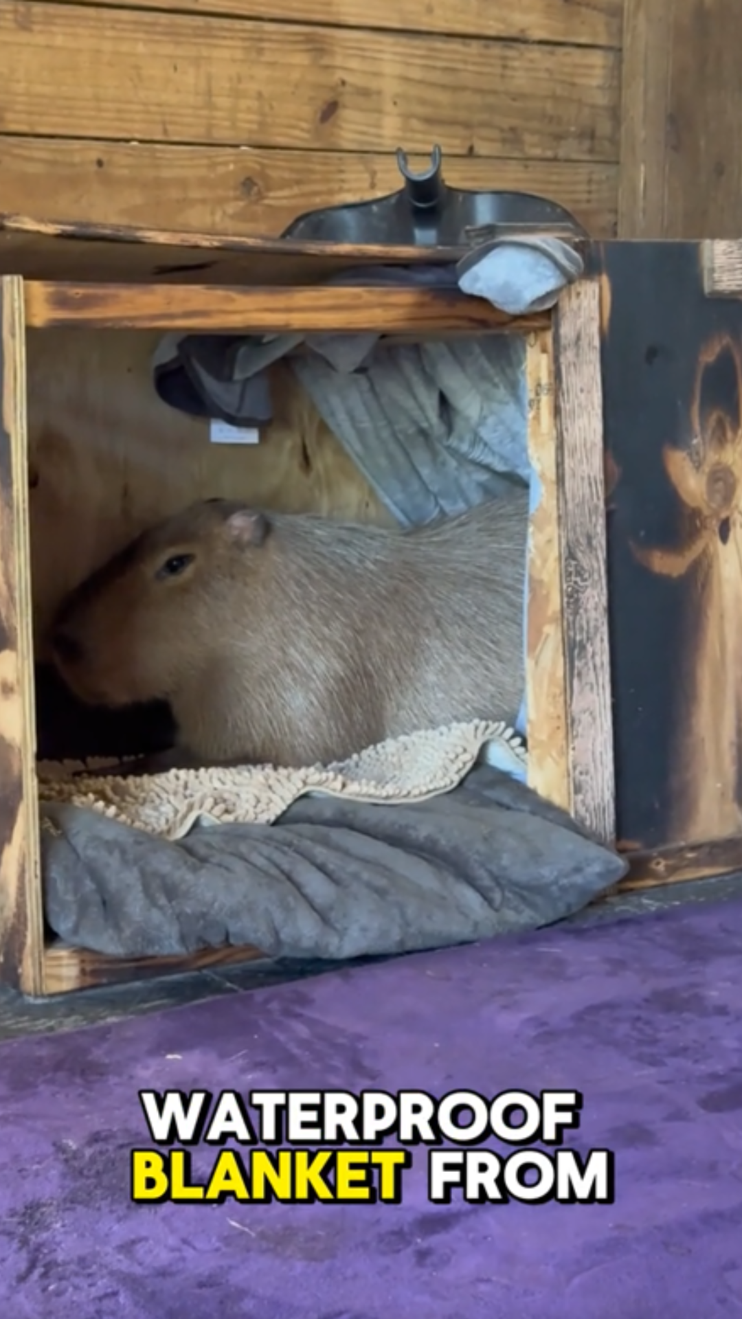 When it gets cold this capybara heads straight to her cozy cave