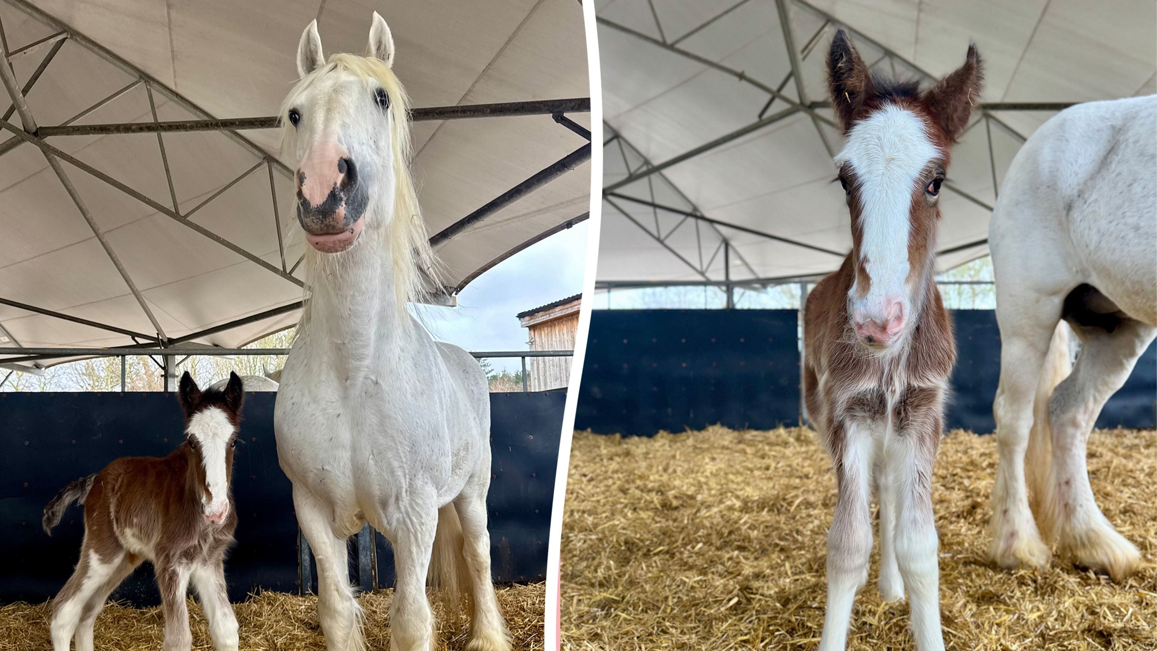 Un cheval Shire rare né dans une ferme familiale