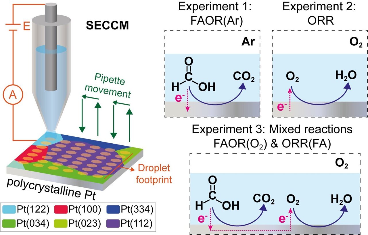 The secret lives of catalysts: How microscopic networks power reactions