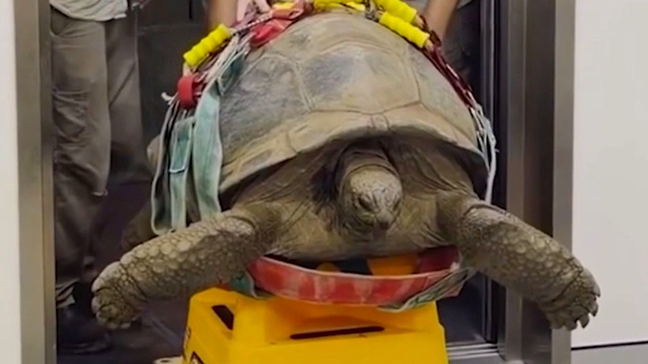 109-year-old giant tortoise undergoes rare CT scan after zoo hospital ...