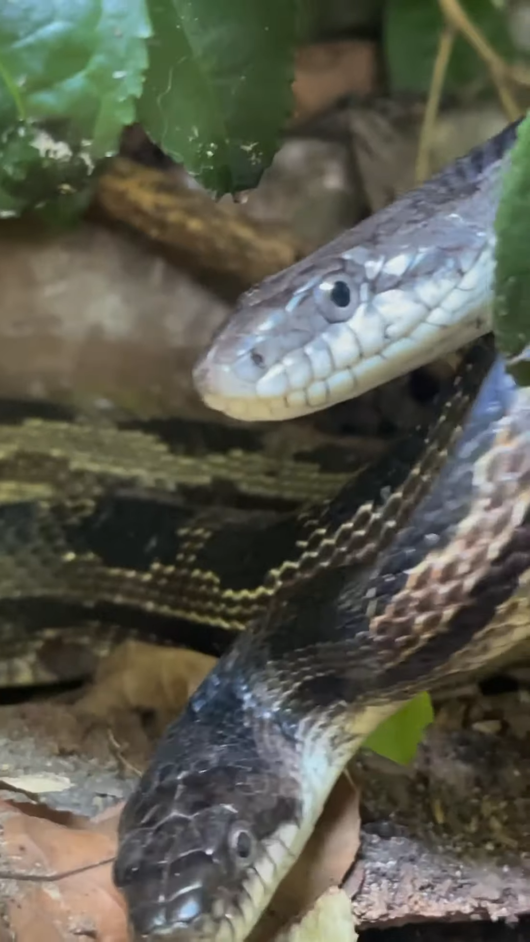 Watch what happens when two male snakes fight for dominance