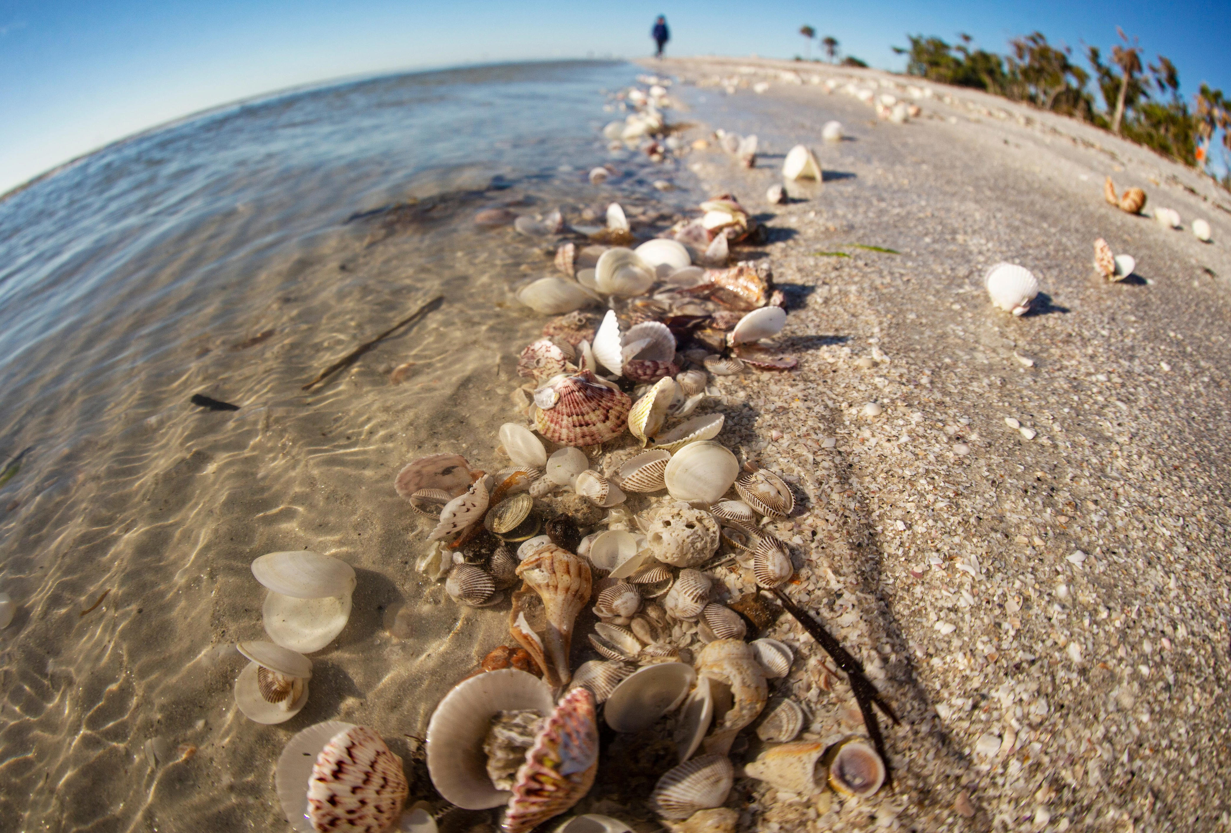 It's iconic. It's rare. It's the most sought after shell in SW Florida