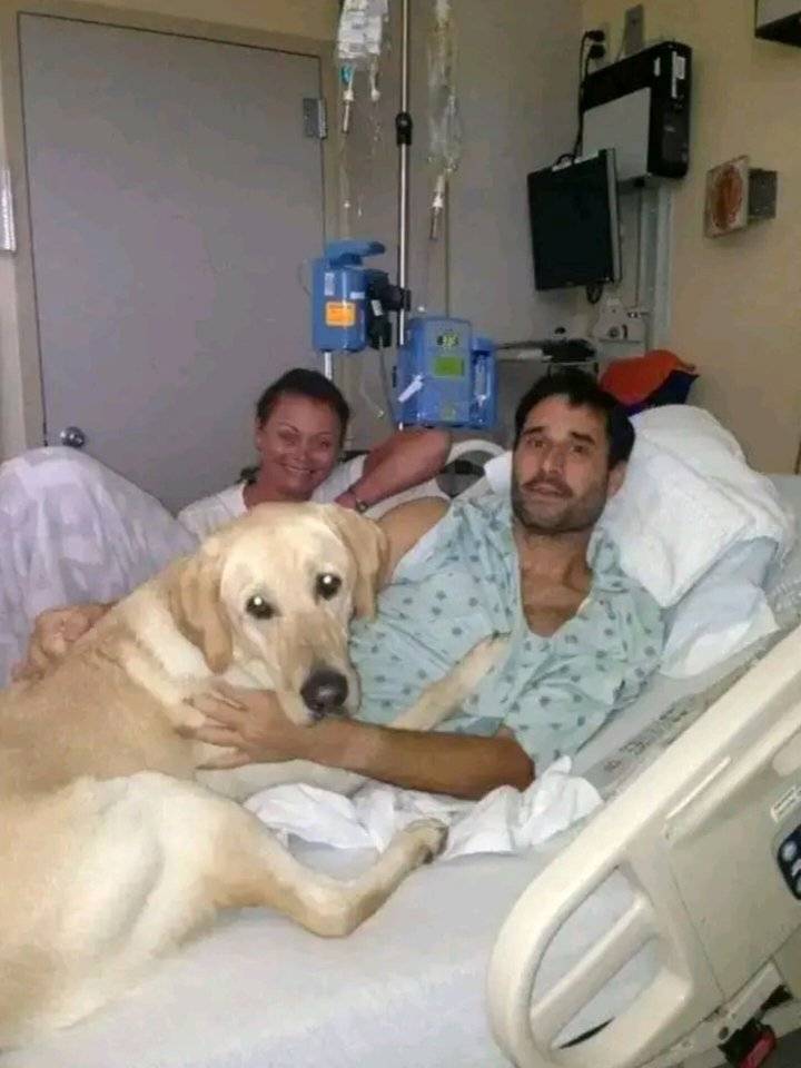 Resta accanto al suo umano malato fino all’ospedale: il cane che i ...
