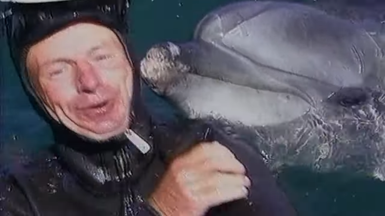 Watch dolphins hunt enemy divers for the US Navy