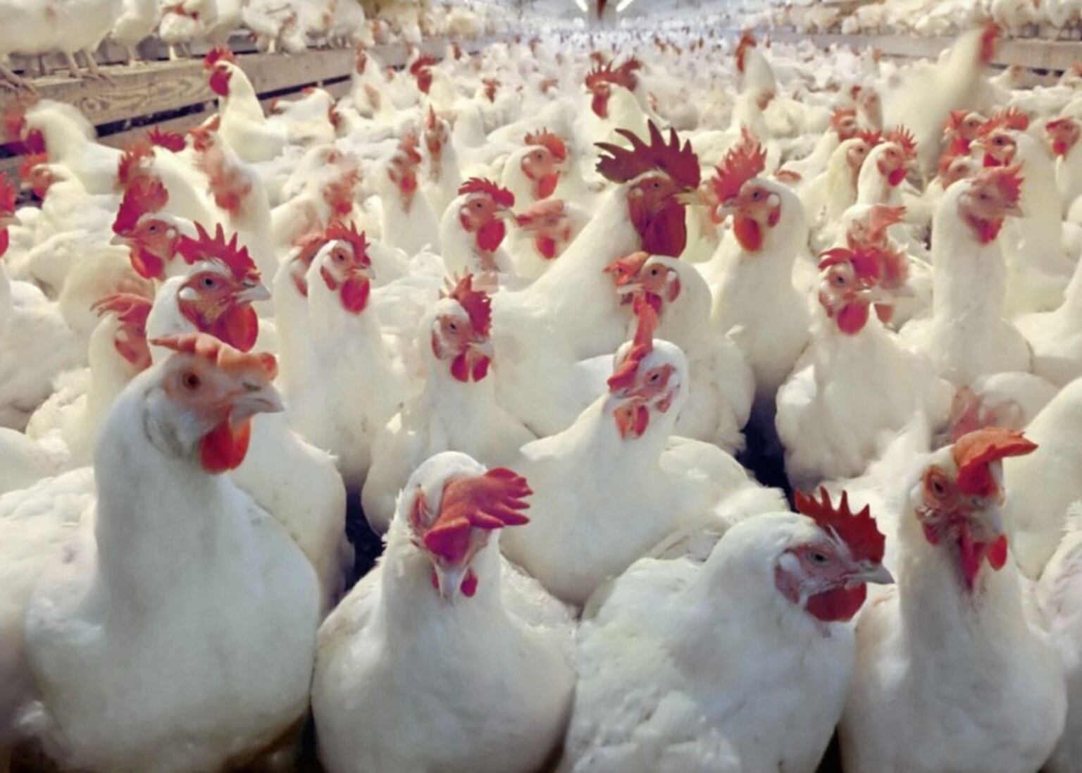 Disease control measures in place after suspected bird flu detected at ...