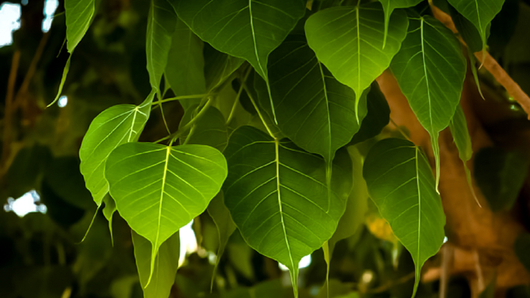 Why is the peepal tree worshipped?