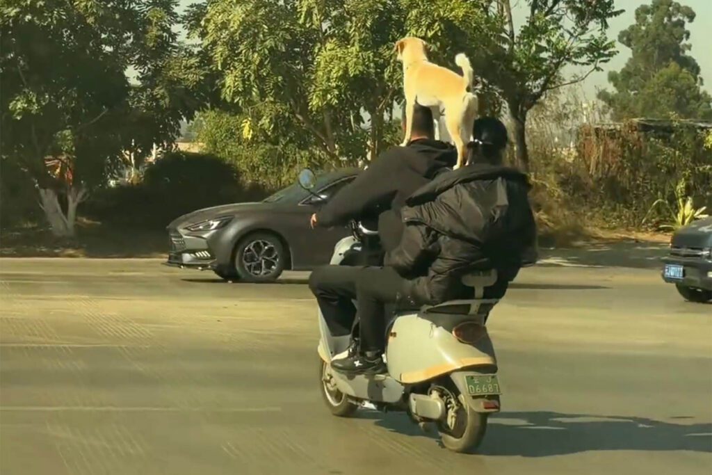 Daredevil dog hitches ride on owner’s shoulders while on moped