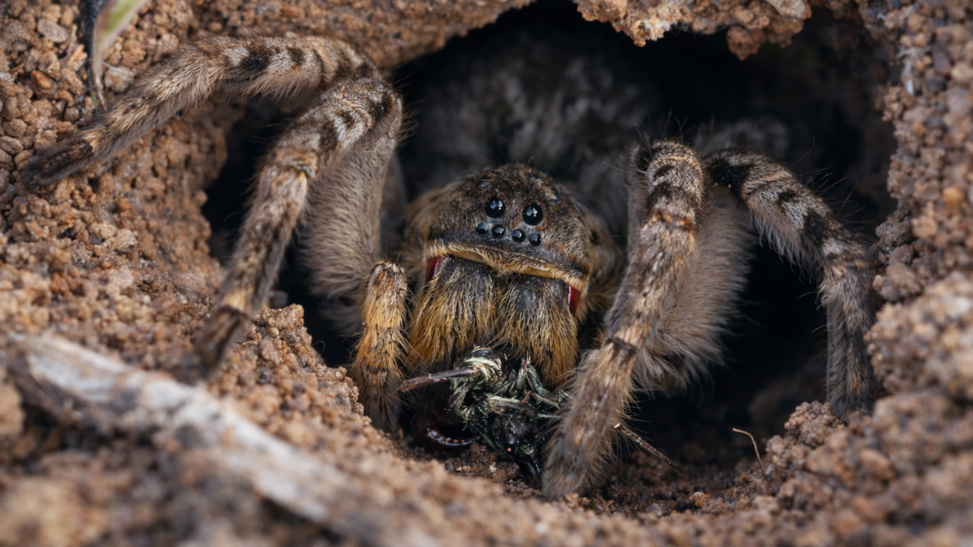 This hidden predator didn’t expect my lens