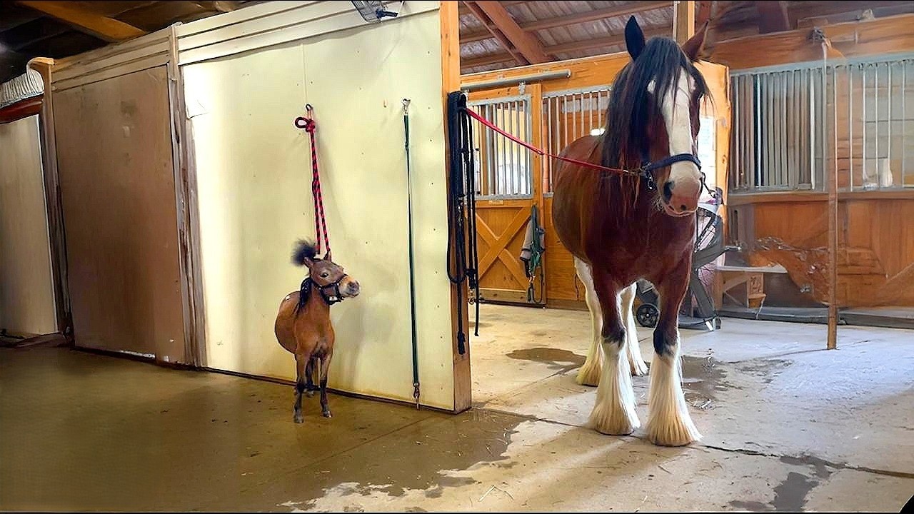 He’s the size of a dog - but acts like a stallion