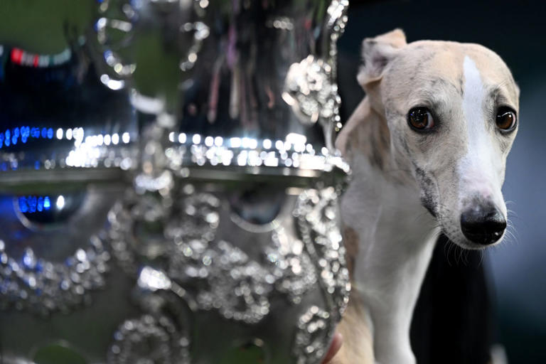 Today at Crufts 2026: What's happening on Saturday at the world's ...