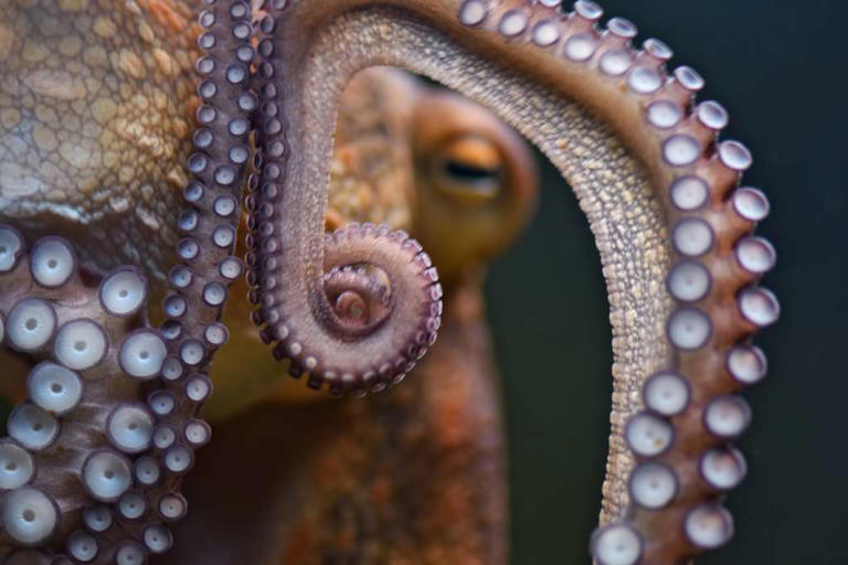 Des tentacules partout : l’étrange invasion qui inquiète l’Angleterre