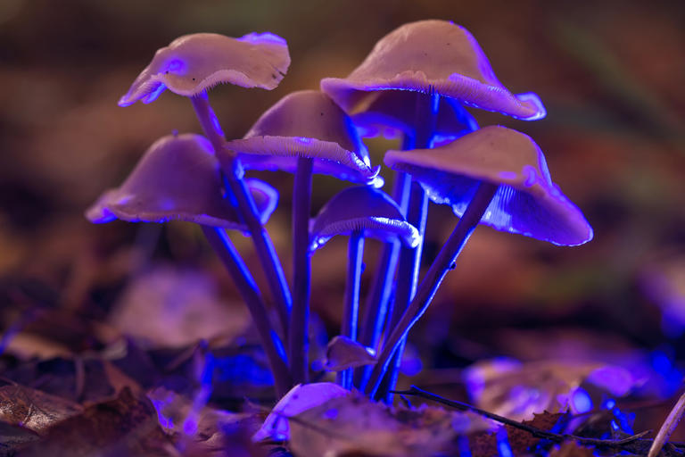 One psilocybin dose may reshape brain wiring a month later