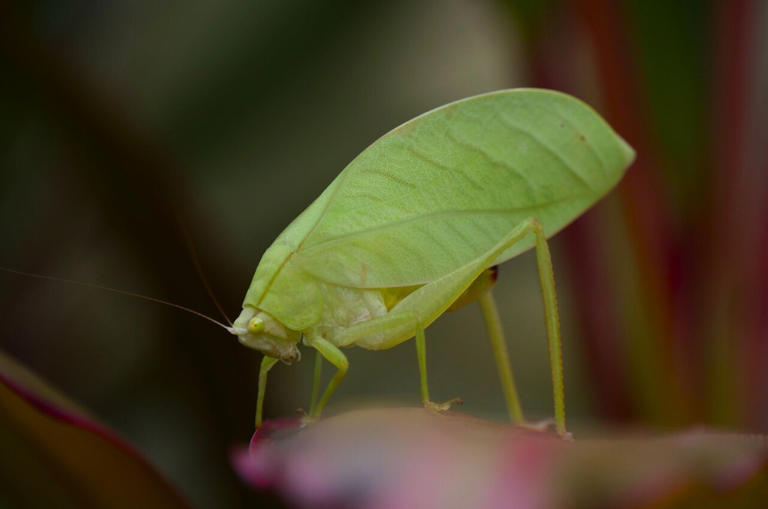 Bright pink insect stands out to blend in, scientists say
