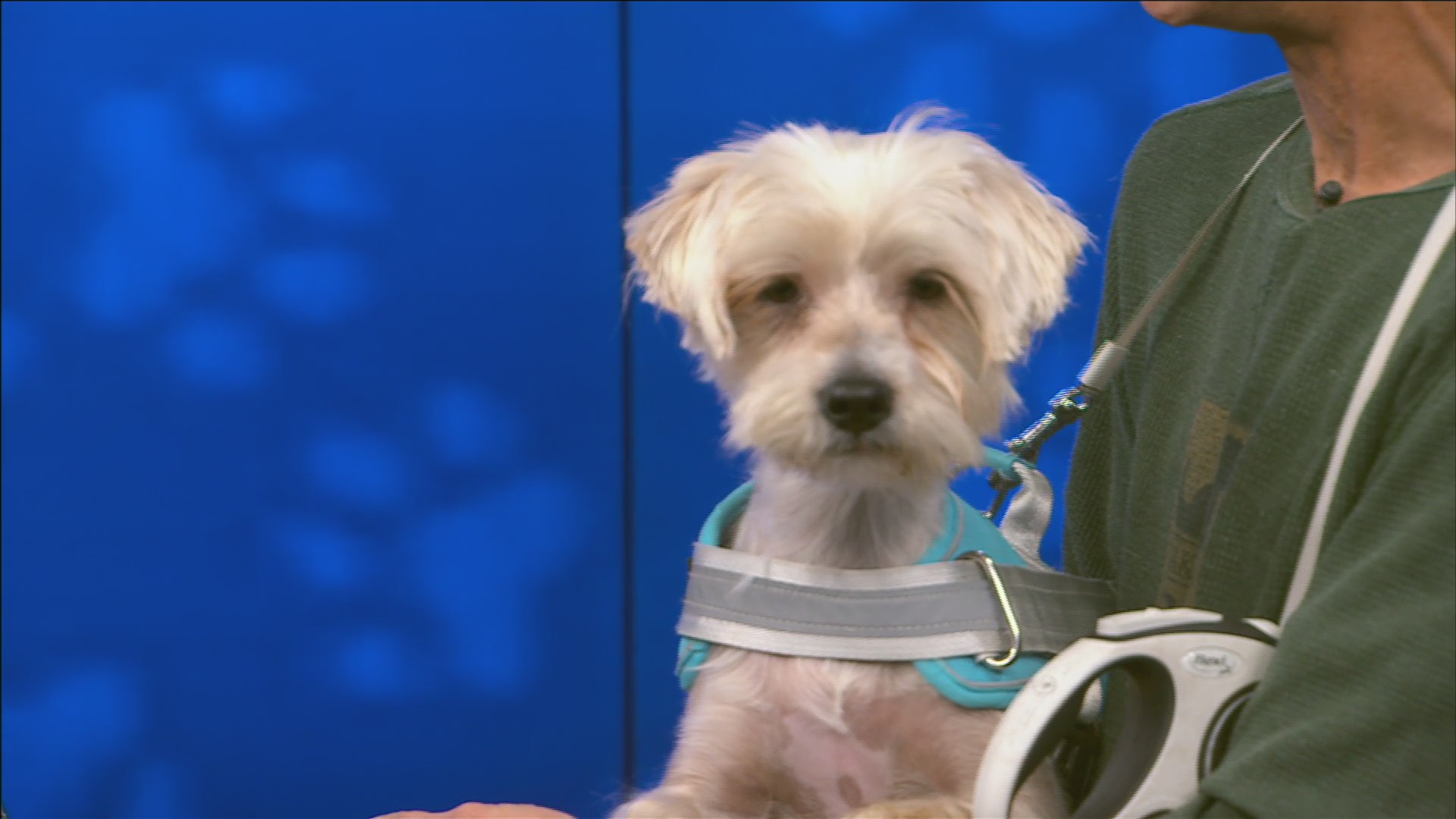 Pet of the week: Yoda