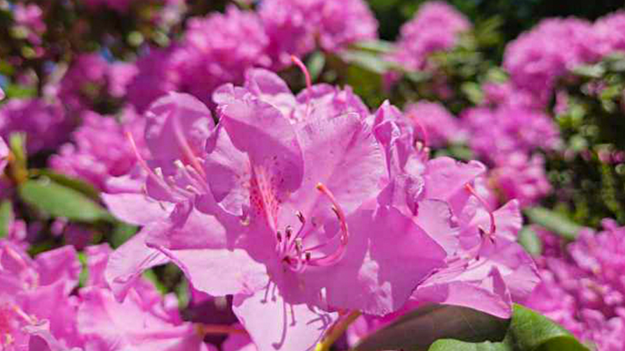 Governor Morrisey and first lady to hold the annual rhododendron roll ...