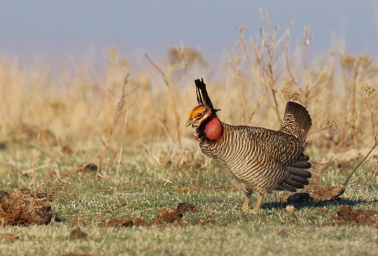 Lesser prairie chicken loses federal protections