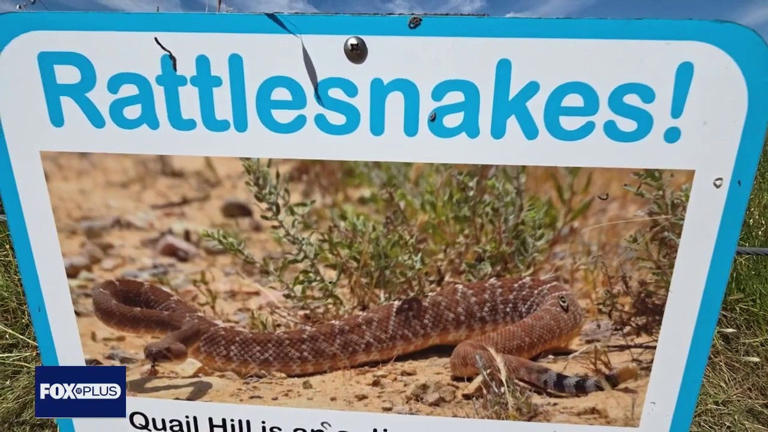 Rattlesnake encounters increase as warmer weather brings more snakes to ...