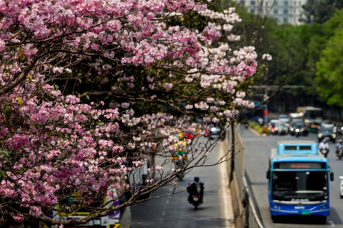Namma pink, not Japanese cherry blossom: Why Bengaluru's bloom doesn't ...