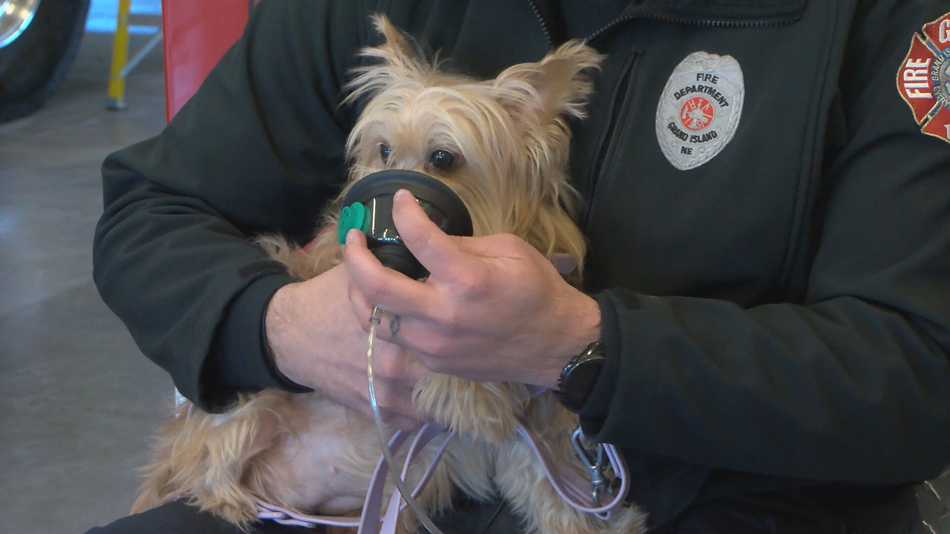 Grand Island fire crews use donated pet oxygen masks to save dog