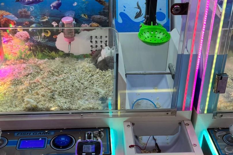 China arcade outrage as real hamsters used for prizes in claw machine