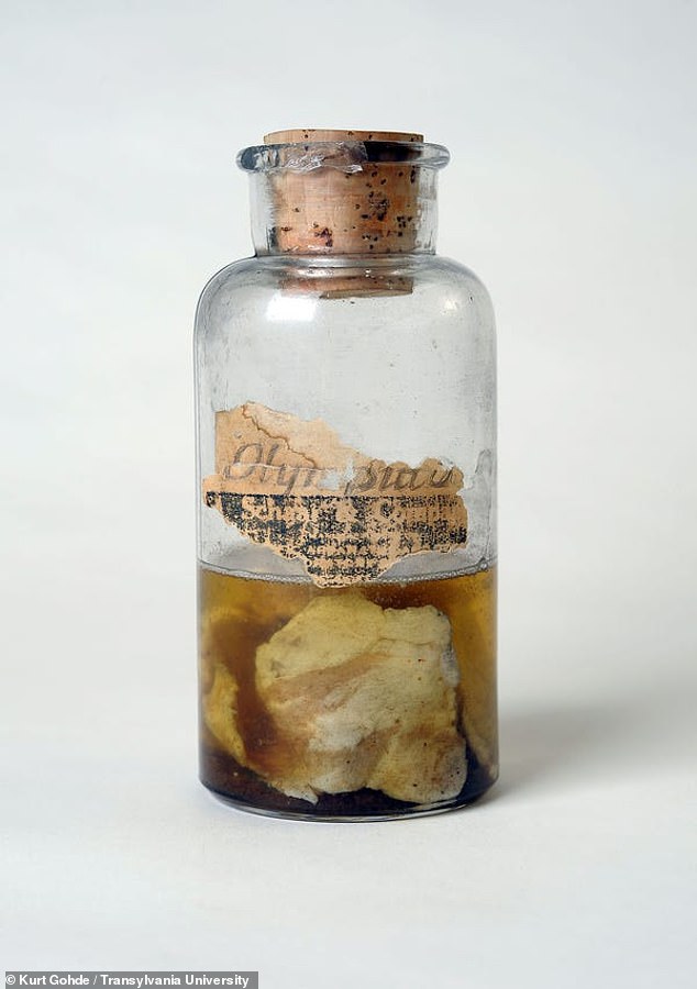 Meat showered from the sky in Kentucky 150 years ago. Now scientists ...