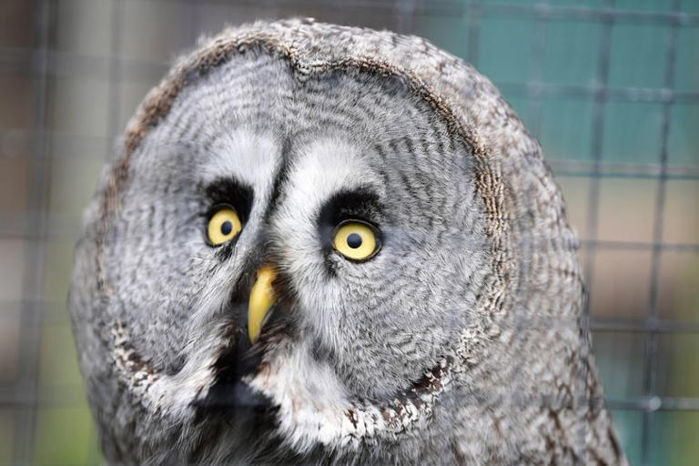 Warrington bird sanctuary 'devastated' as it faces closure after 17 years