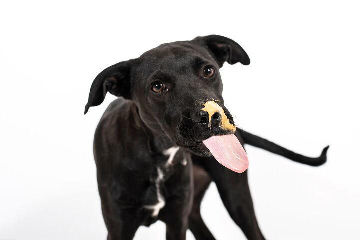 Are all nuts good for your dog? Not even close!