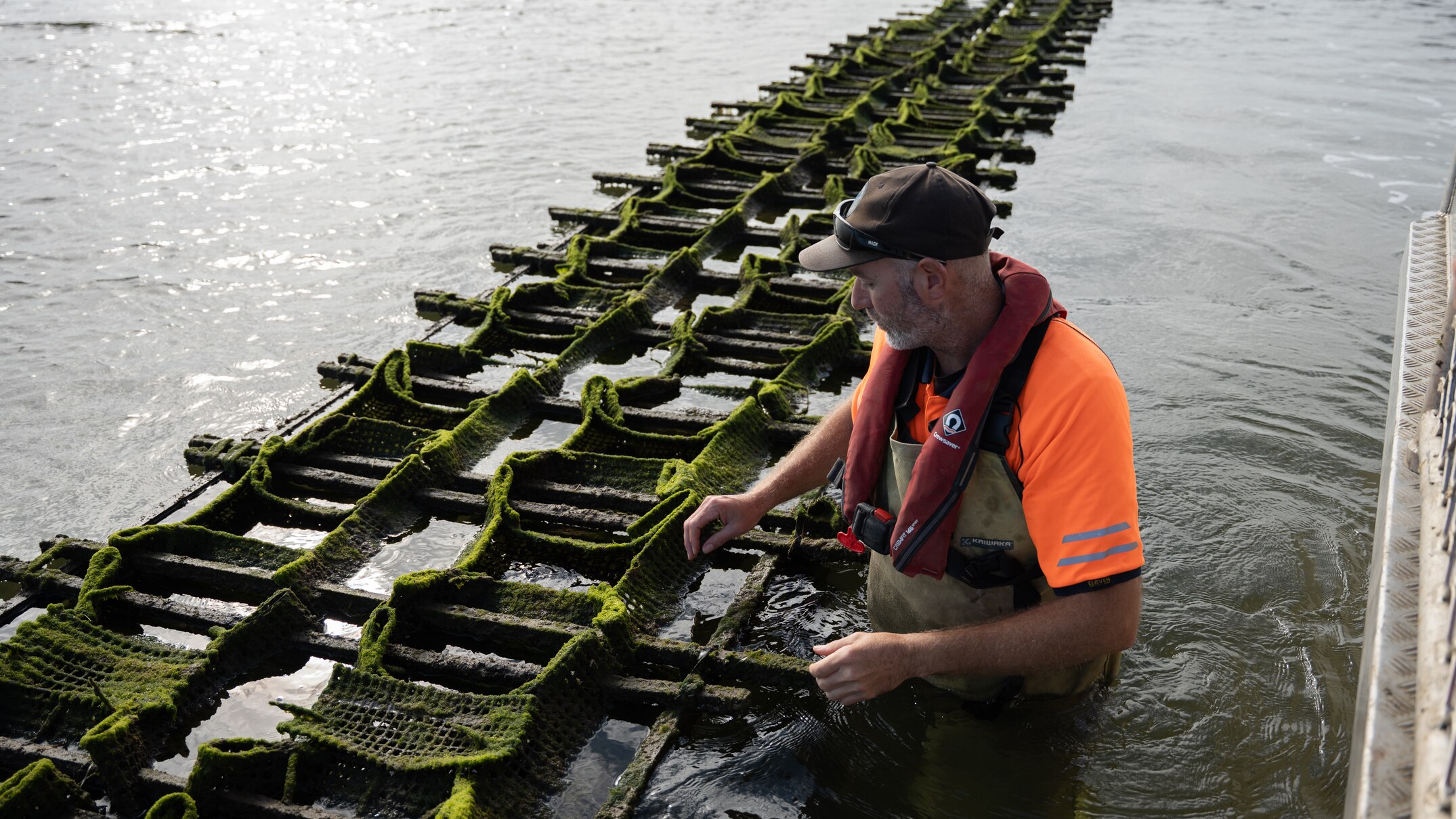 Tasmanian wetland rebounds as invasive rice grass nears eradication