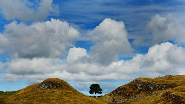 Public to vote on artists shortlisted to create work from Sycamore Gap ...