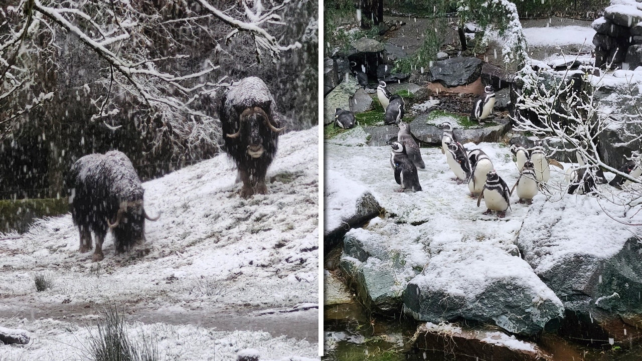 Tacoma, WA zoo animals enjoy snow day, Point Defiance Zoo closes for day