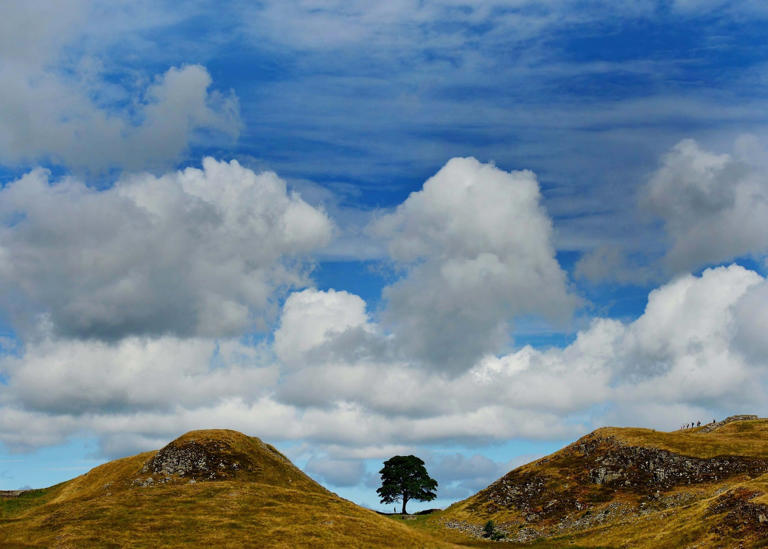 Public to vote on artists shortlisted to create work from Sycamore Gap ...