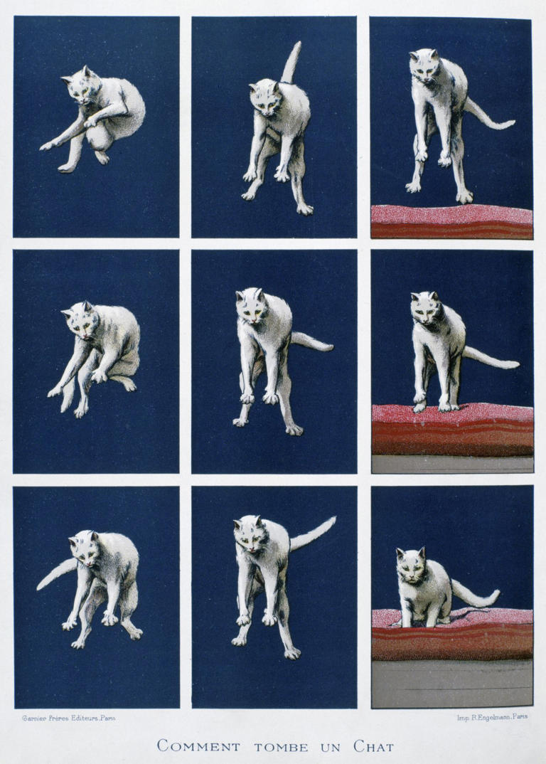 How do cats always land on their feet? Researchers examined feline ...