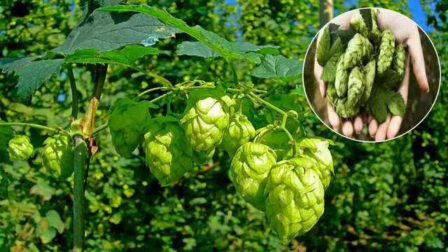 Exploring the world's most expensive vegetable: hop shoots