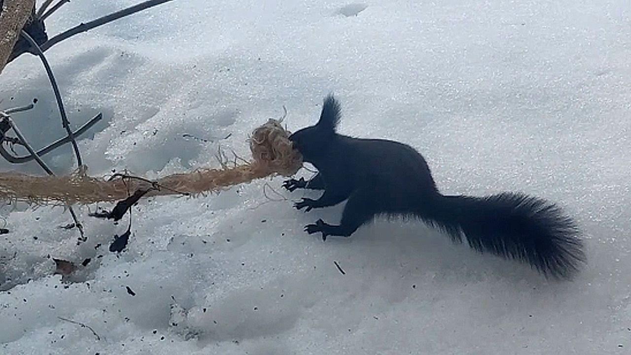 Determined squirrel really wants rope for its nest